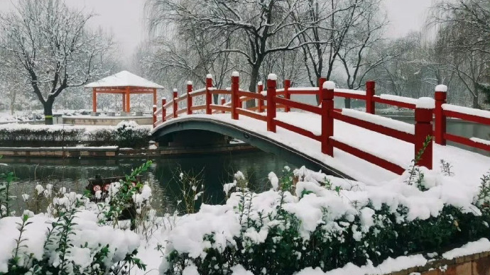初春时节 雪映梅花的诗意场景在北京热门赏梅地盛大上演