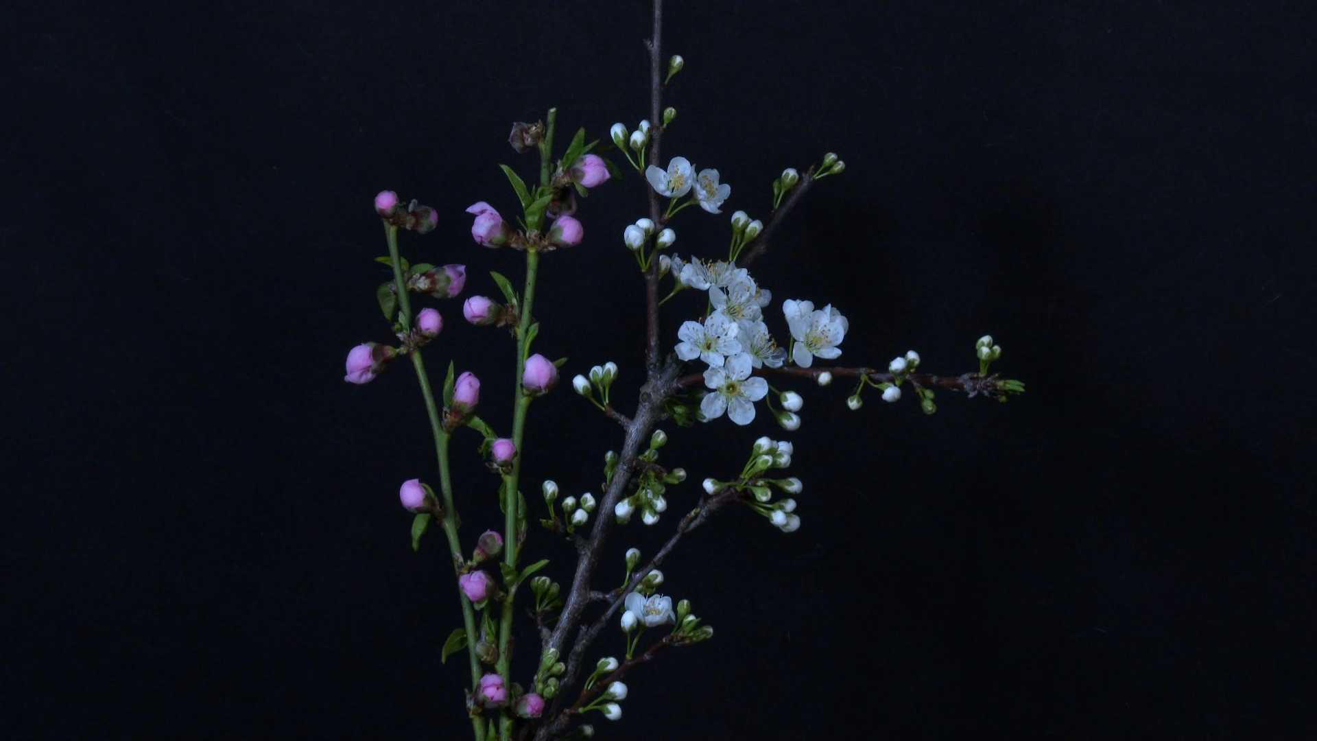 把春天拍给你看！延时看桃李渐次绽放