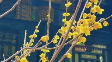 错过等一年!颐和园蜡梅已“爆满”,颐和园蜡梅祝您“梅”有烦恼 错过等一年!颐和园蜡梅已“爆满”,颐和园蜡梅祝您“梅”有烦恼