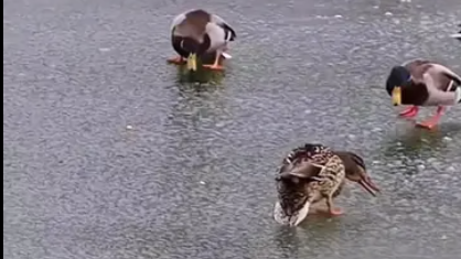 冰面好滑鸭！圆明园小鸭子们冰面觅食，一步三摇的样子憨态可掬。