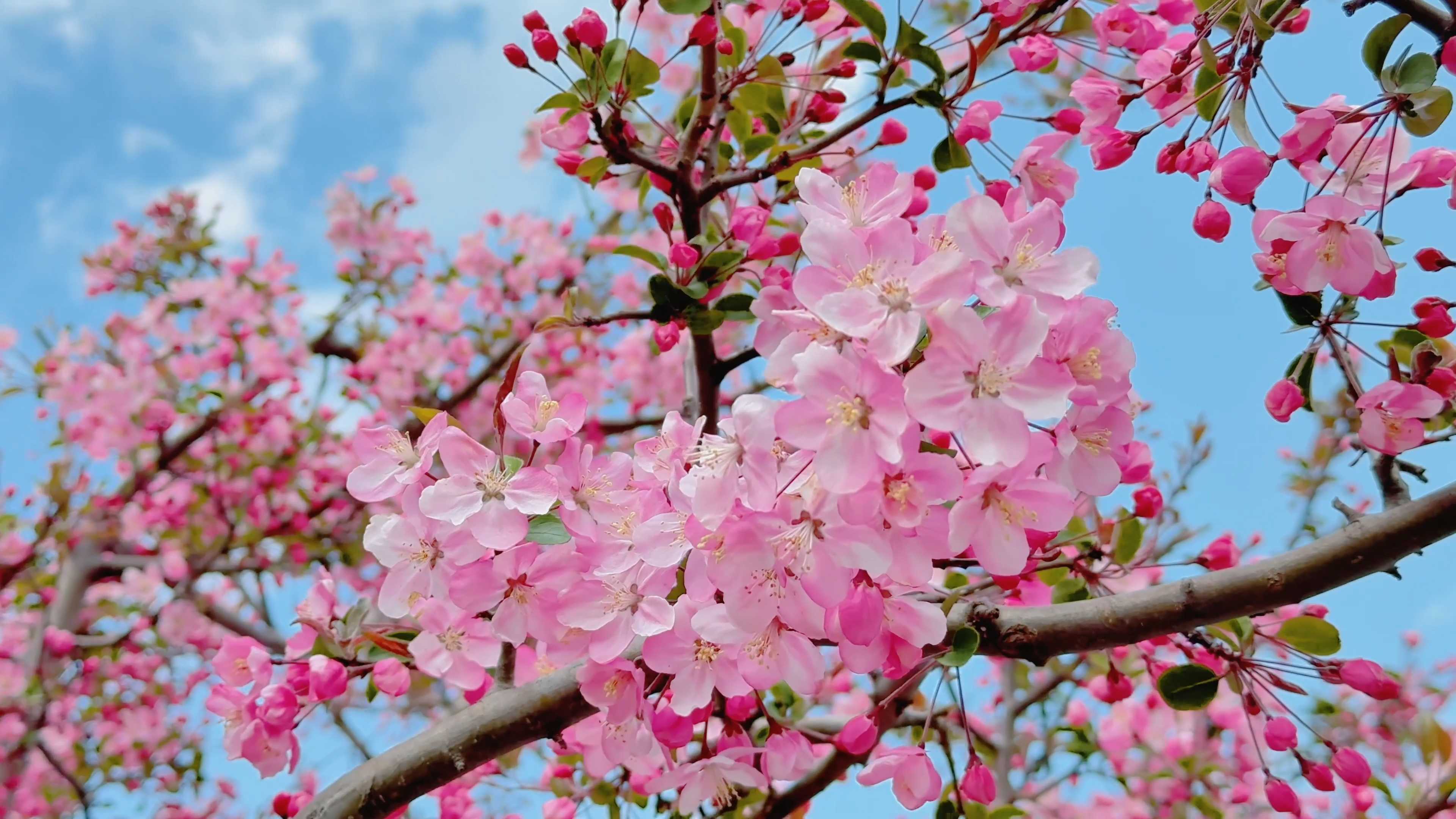 氛围感绝了!丽江泸沽湖海棠花开 氛围感绝了!丽江泸沽湖海棠花开