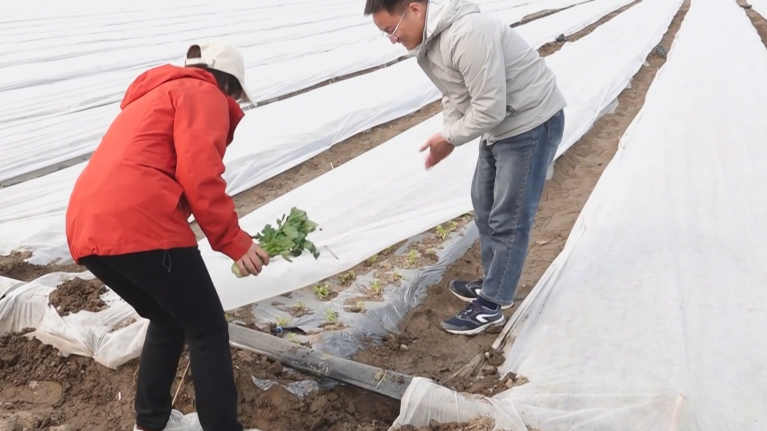 本市春耕春管工作陆续启动 四月中旬进入夏粮主播期