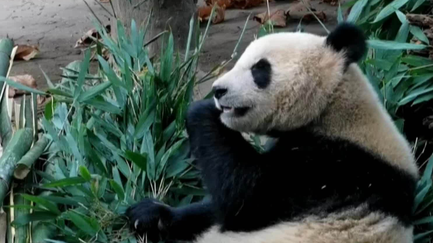 冬日暖阳 熊猫慵懒时光