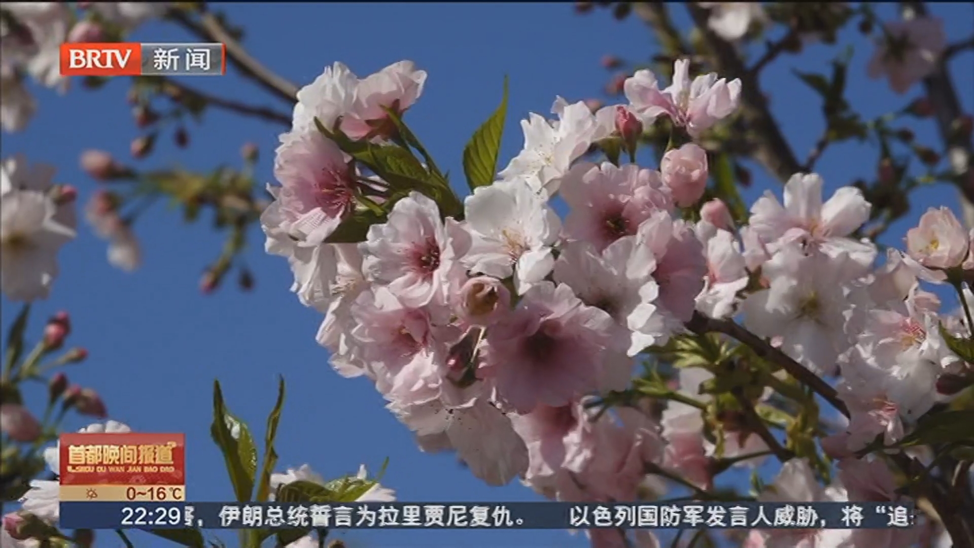 玉渊潭第37届樱花节开幕 国内自育新品樱花亮相