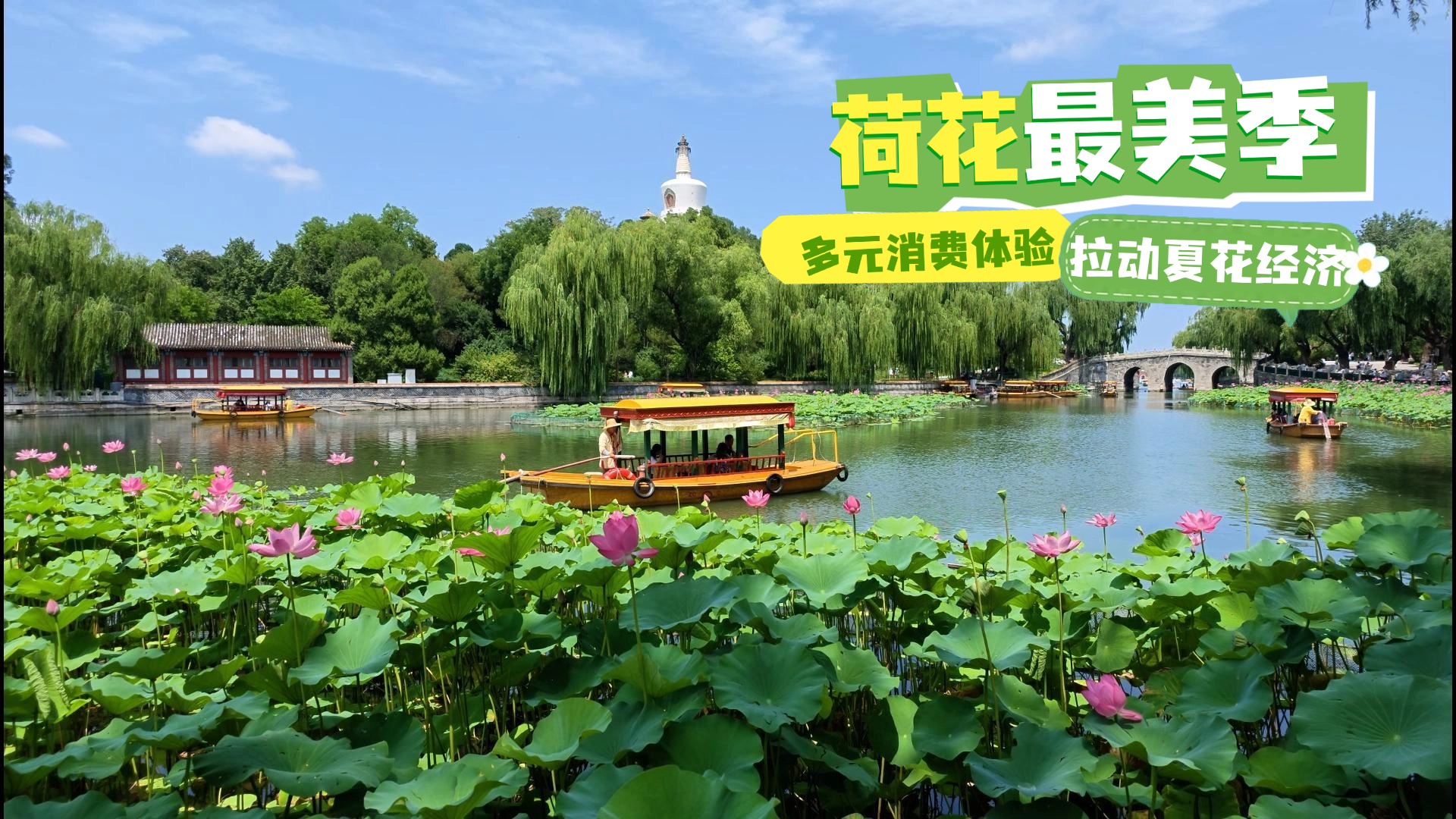 荷花最美季 多元消费体验拉动夏花经济