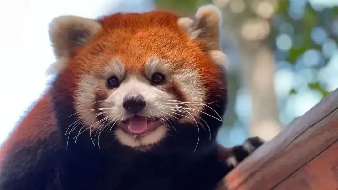 5条!大兴国庆游玩线路新鲜出炉~|嗨玩国庆 5条!大兴国庆游玩线路新鲜出炉~|嗨玩国庆