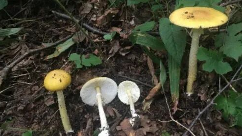 就因为在小区草坪摘了“几朵白的”，爷爷差点没救回来……最近高发，千万管住手！