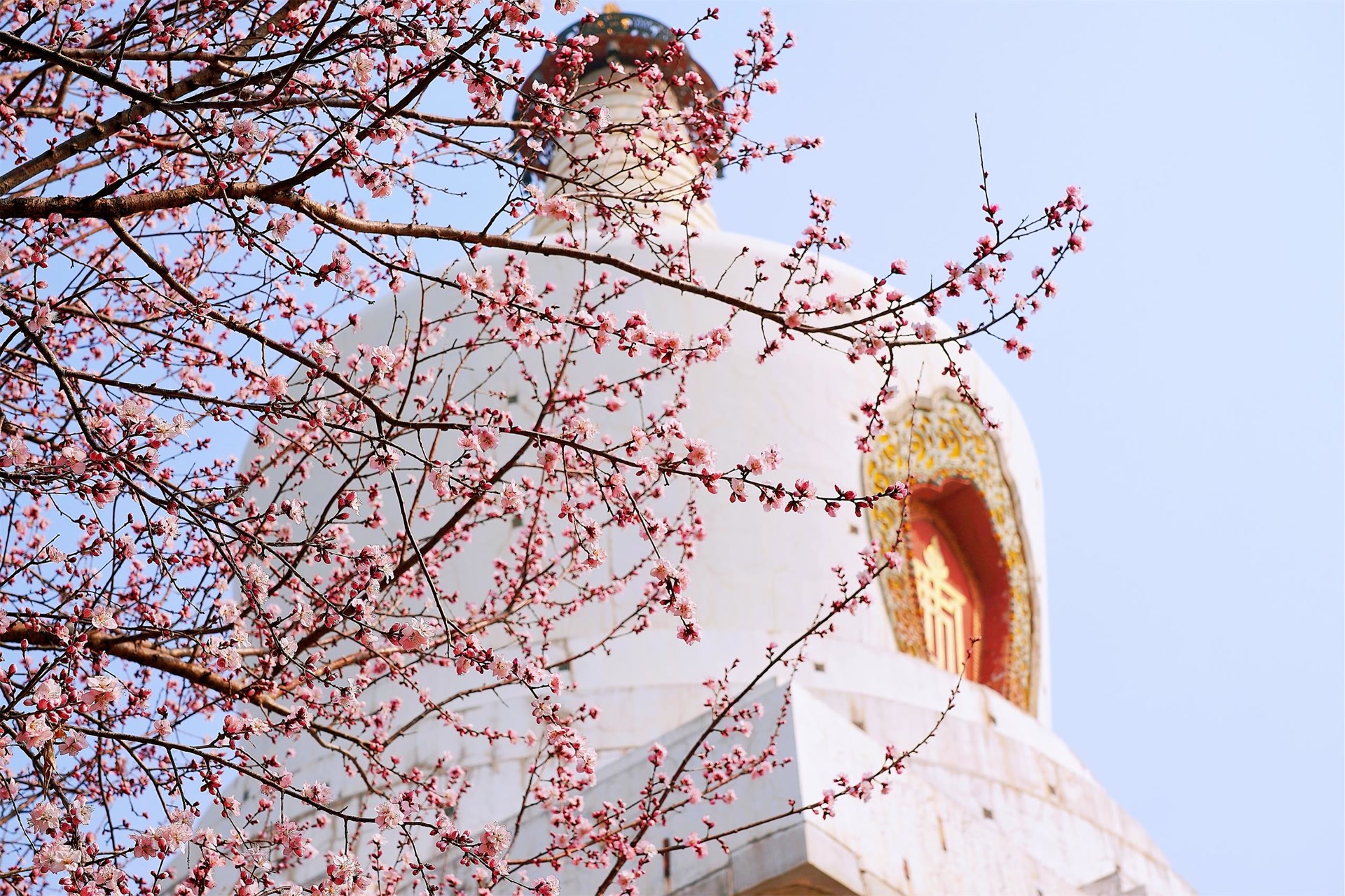 六条“冷门”路线+消费场景！今年公园赏春花有这些变化