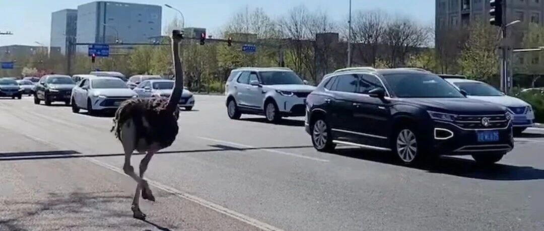 “警察同志，鸵鸟能上机动车道吗？”