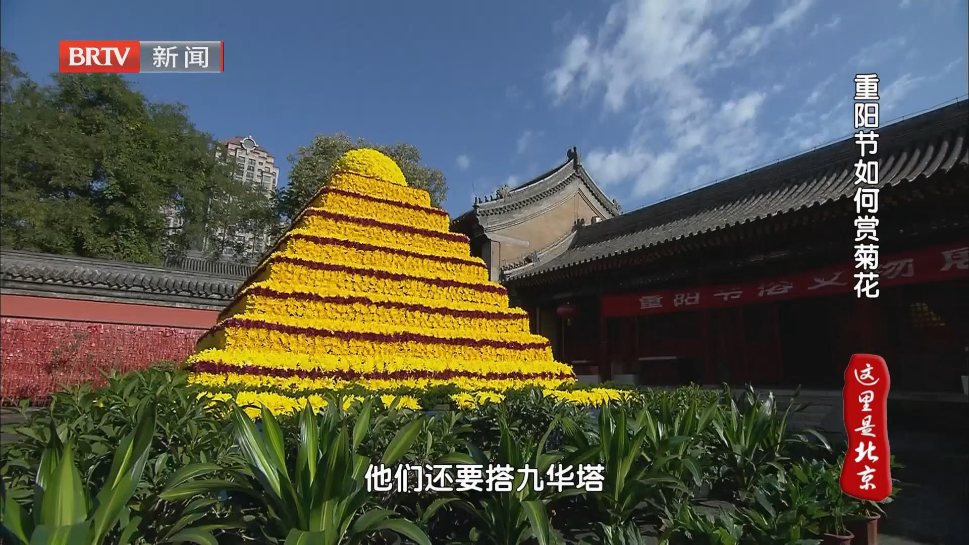 重阳节如何赏菊花