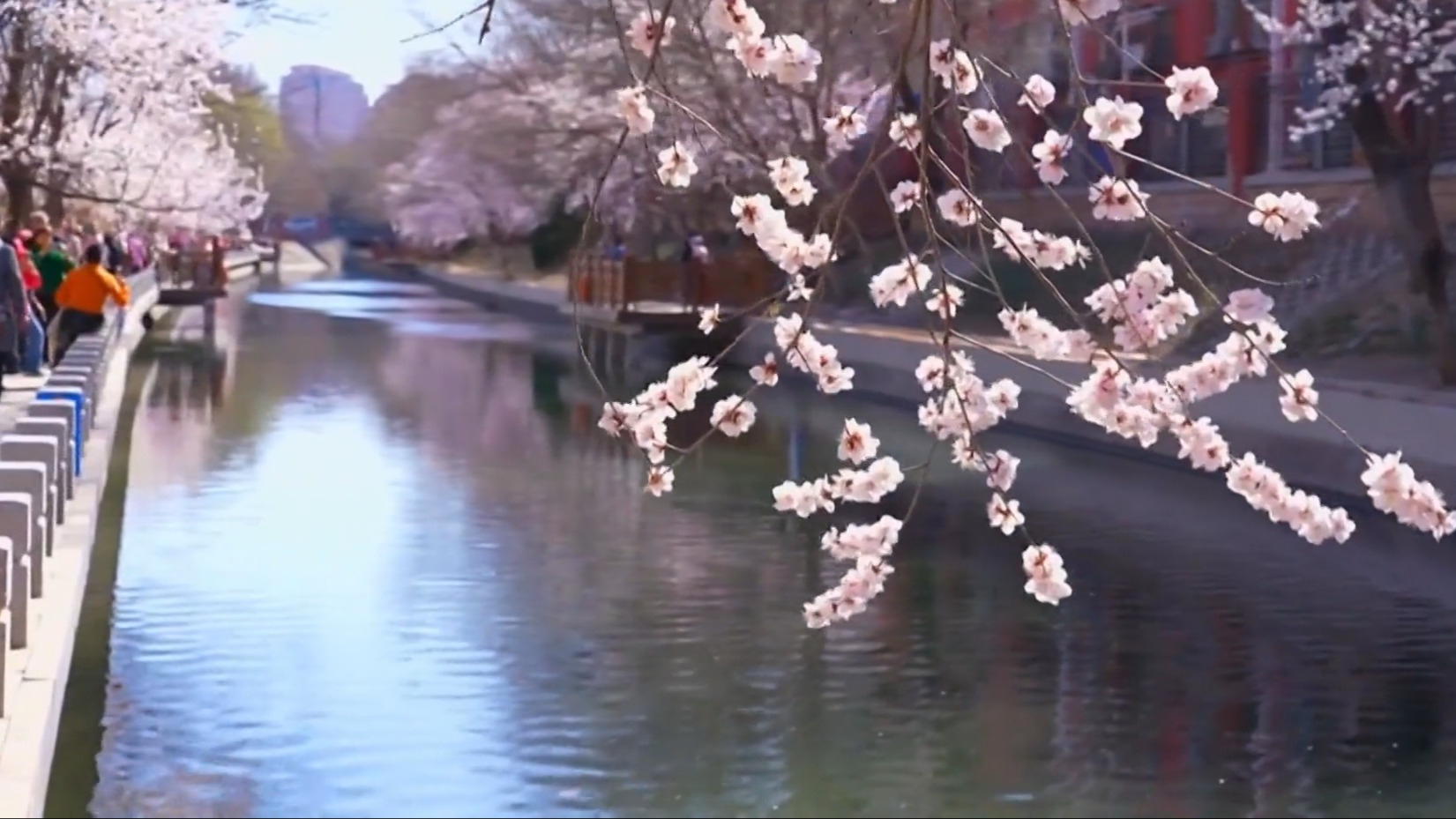京城处处生机盎然 朵朵春花争相绽放 京城处处生机盎然 朵朵春花争相绽放