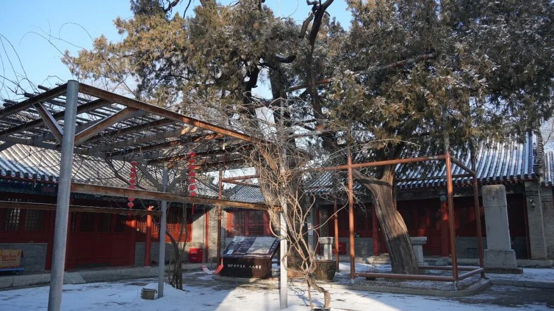 仙台凤翔寺里有两棵唐柏