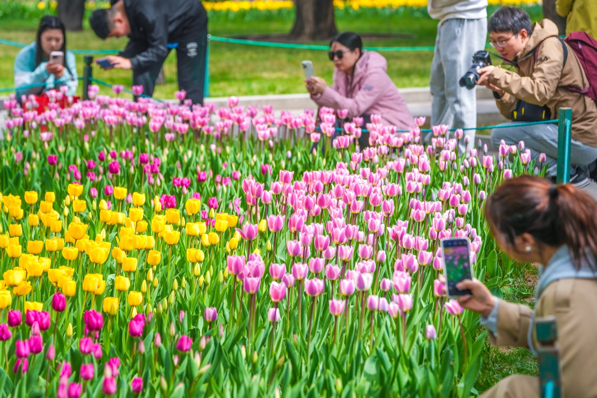 能赏花能玩剧游,到中山公园踏上郁金香丝路奇遇之旅 能赏花能玩剧游,到中山公园踏上郁金香丝路奇遇之旅