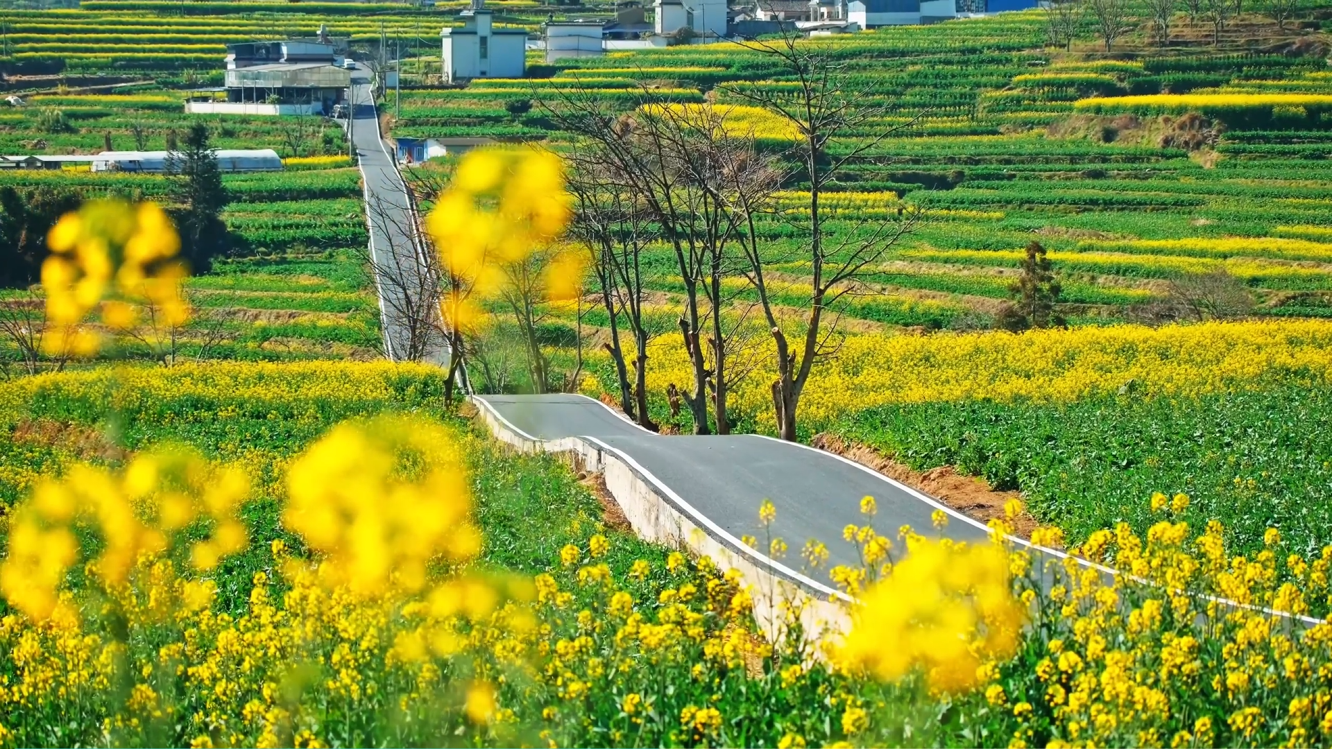 陌上鎏金！云南临翔油菜花盛放美如梦境