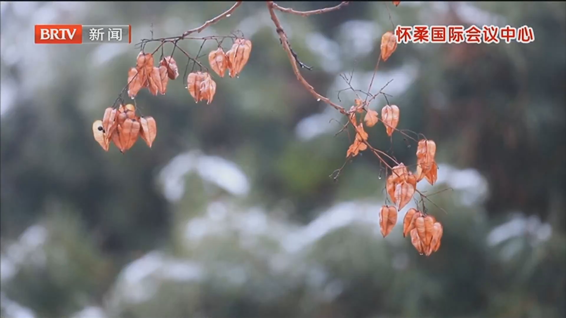 一场春雪 邂逅京城的独特浪漫