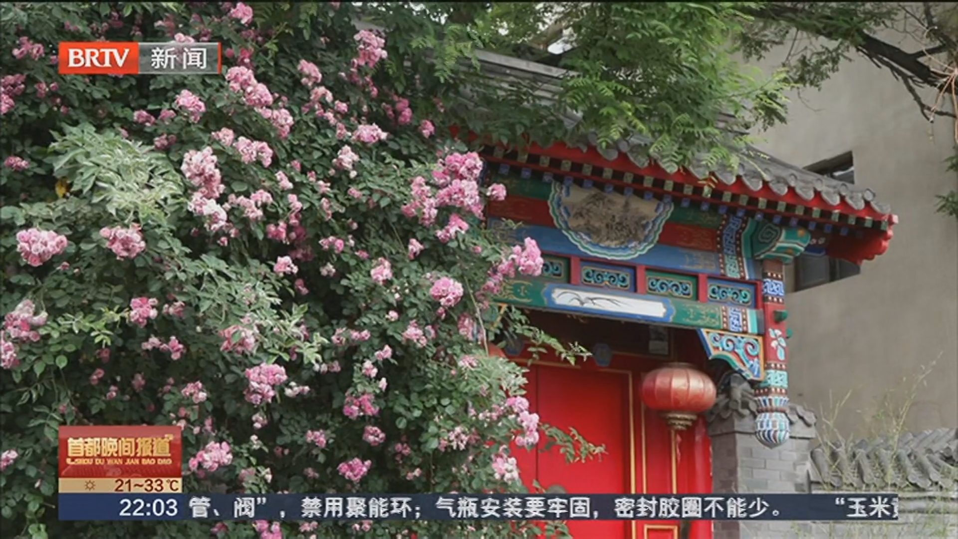 寿比胡同的“蔷薇瀑布”:一面花墙 一份局气 寿比胡同的“蔷薇瀑布”:一面花墙 一份局气