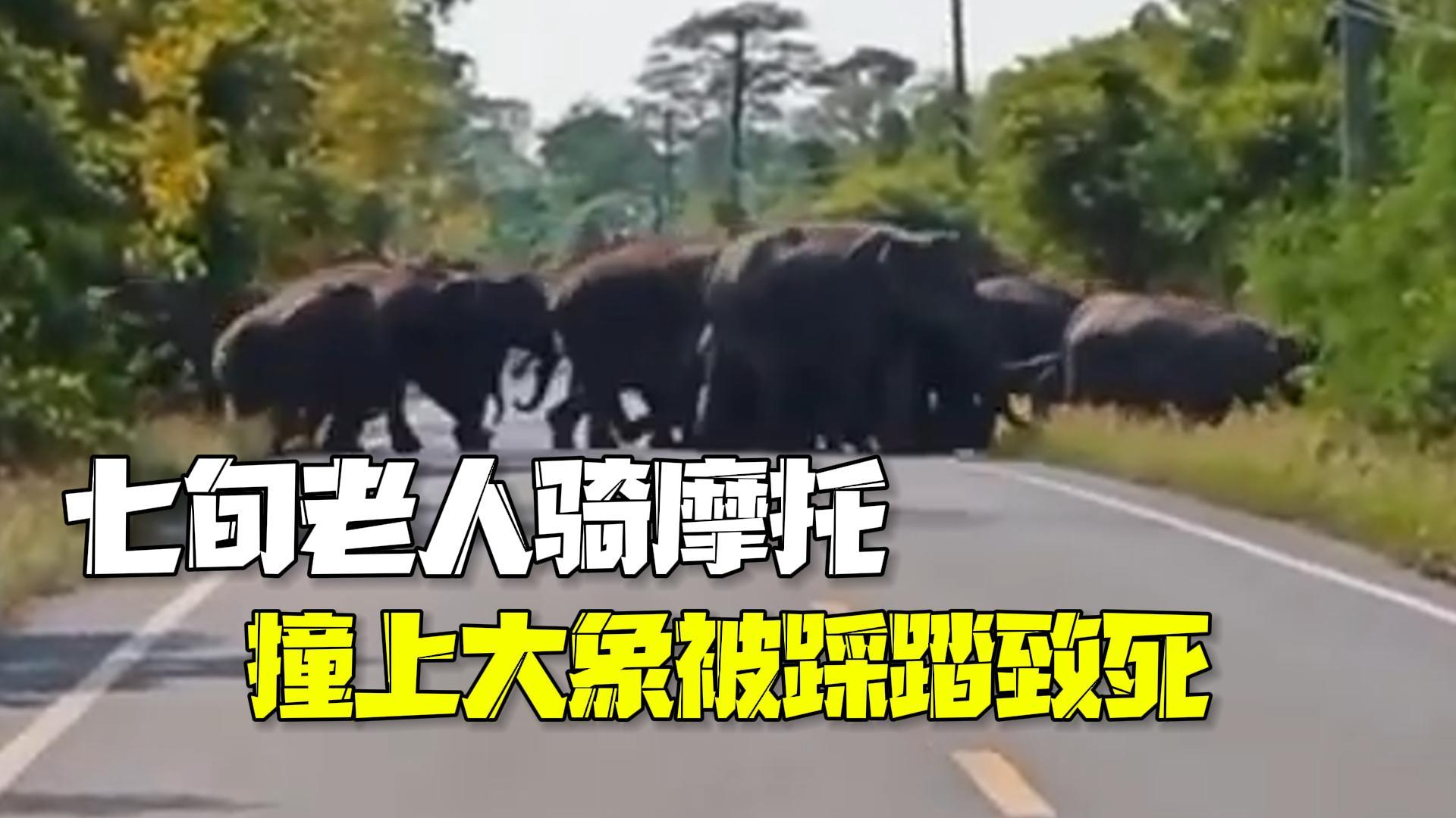 泰国七旬老人骑摩托路过保护区 撞上大象被踩踏致死 泰国七旬老人骑摩托路过保护区 撞上大象被踩踏致死