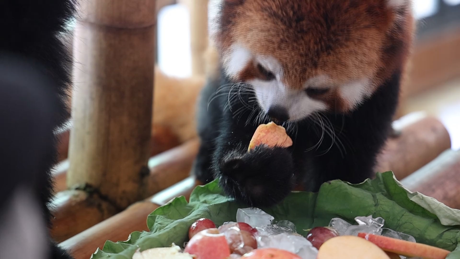 “桑拿天” 动物园开启防暑降温模式 “桑拿天” 动物园开启防暑降温模式