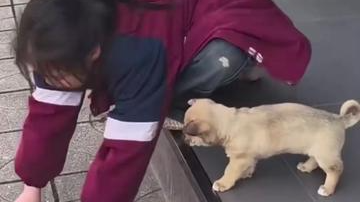 女孩教小狗下台阶，网友：长大后肯定是个合格的老师