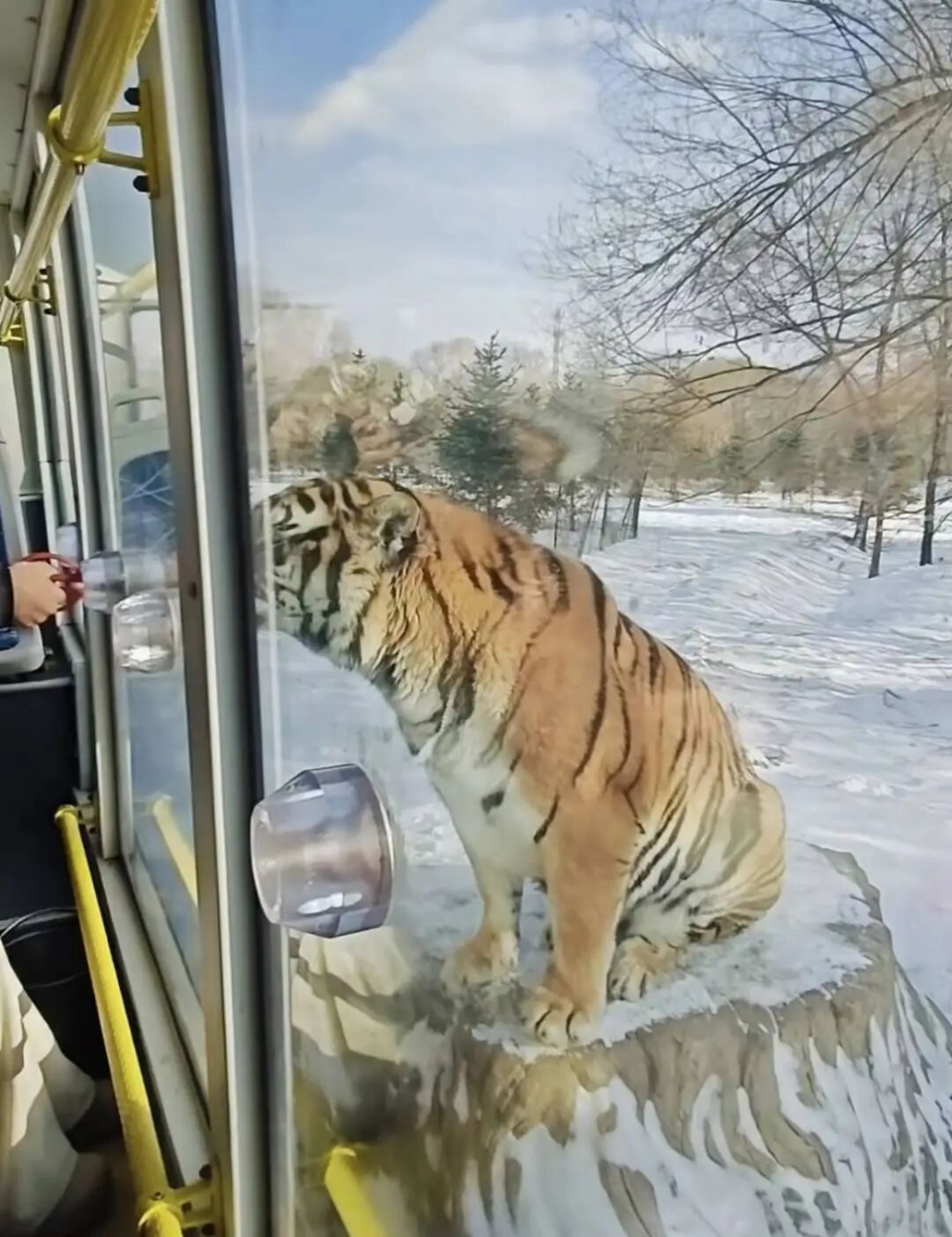 真吃不动啦!哈尔滨300多只东北虎轮流“轻断食” 真吃不动啦!哈尔滨300多只东北虎轮流“轻断食”