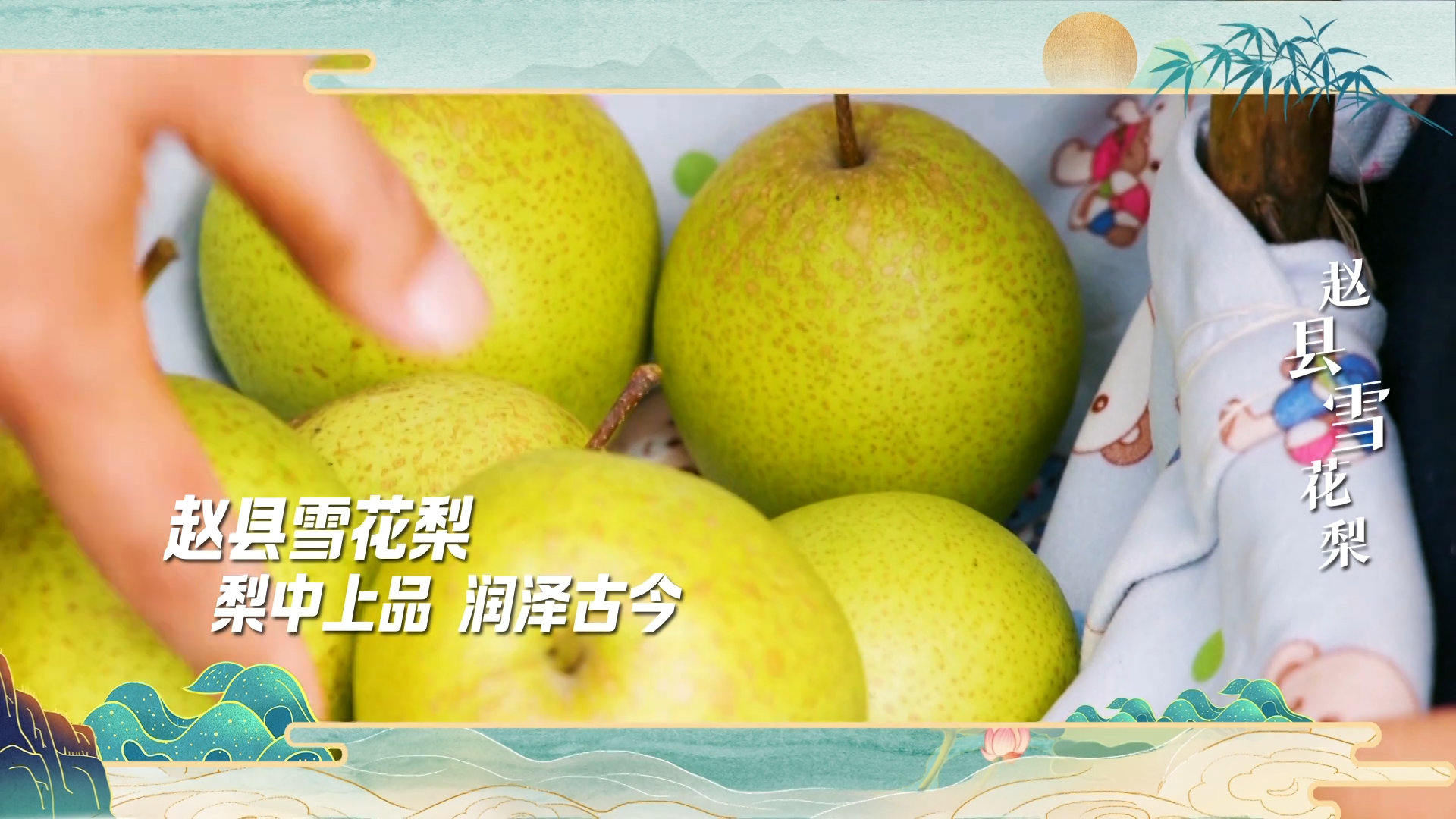 【河北净菜】买梨别再只挑大的！这一口才是梨中“奥运级”选手！