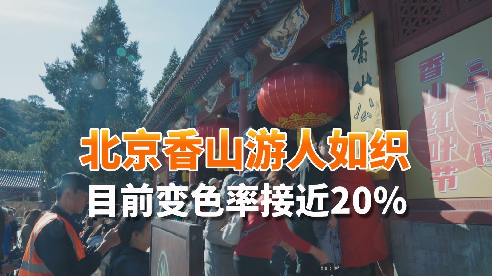 北京香山游人如织 目前变色率接近20% “打卡语文课本上的风景”