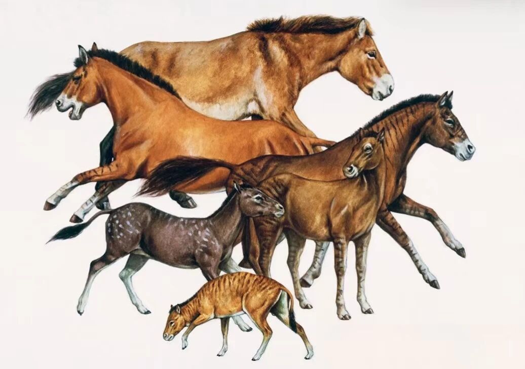 马想问：世界上最早想到驯化马的人，到底是谁？！