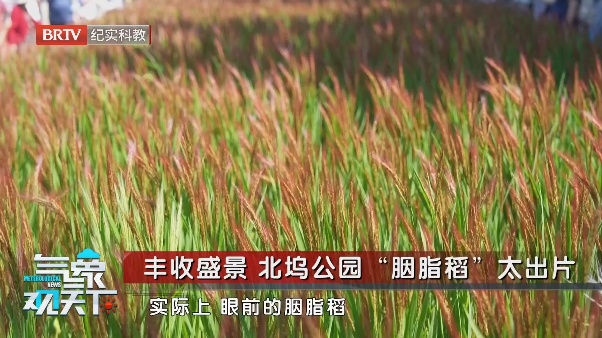 丰收盛景 北坞公园“胭脂稻”太出片 丰收盛景 北坞公园“胭脂稻”太出片