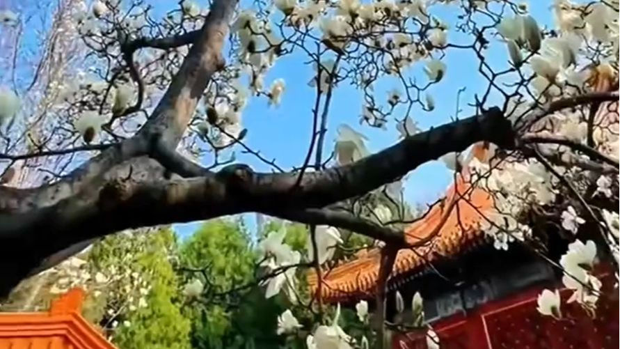 接下来的北京是这样的!繁花让北京成为你追不够的取景地 接下来的北京是这样的!繁花让北京成为你追不够的取景地