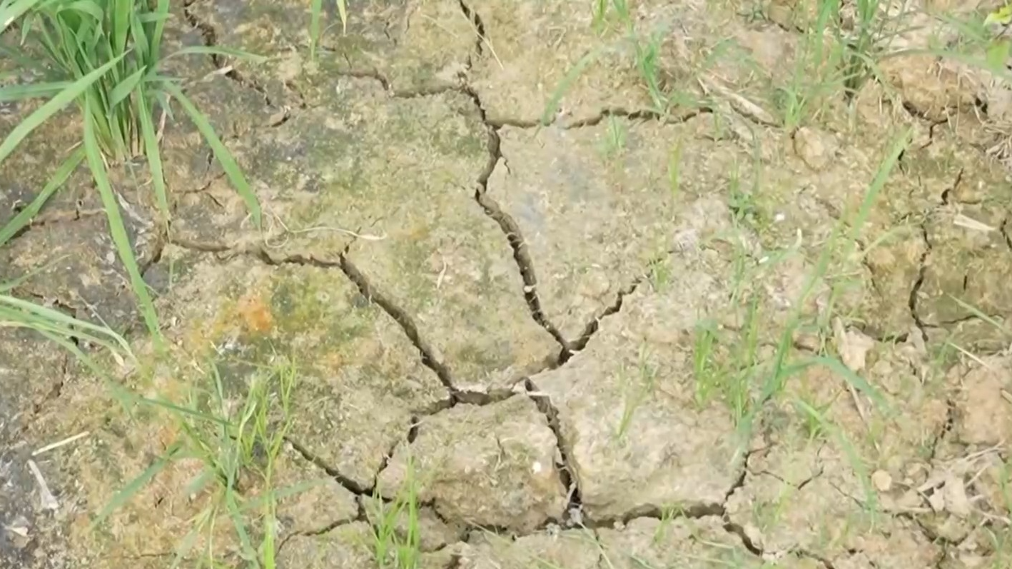 1.43万亿斤!为何今年全国粮食产量再创新高? 1.43万亿斤!为何今年全国粮食产量再创新高?