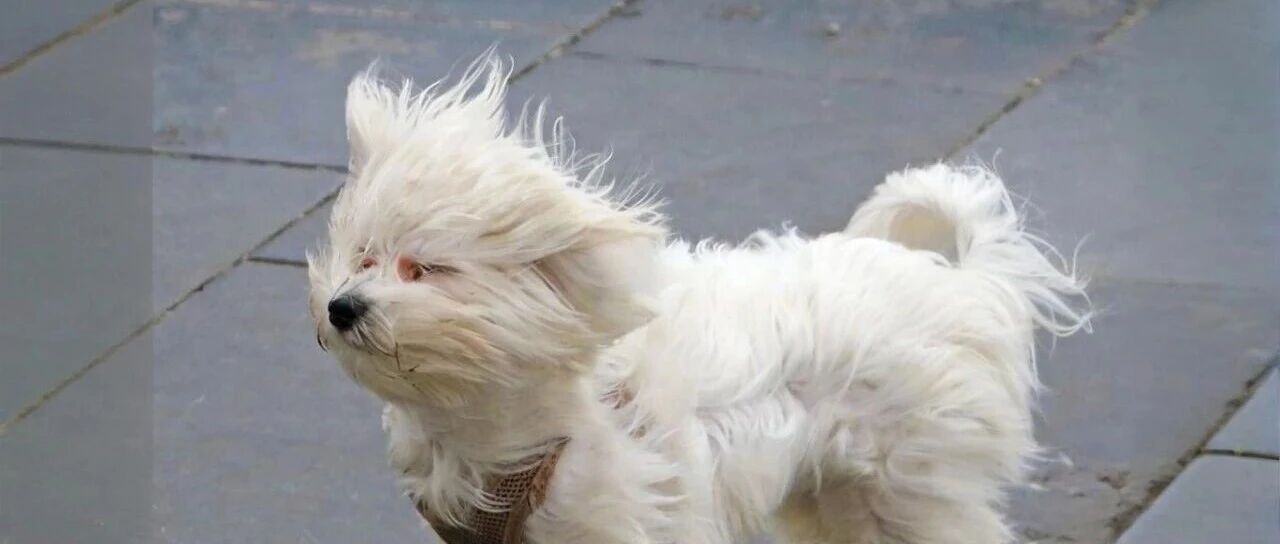 北京将迎大风降温！最新预报——