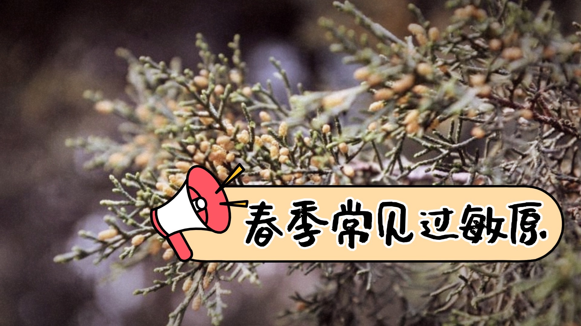 圆柏散粉“可视化” 北京春季常见过敏原有这些_北京时间
