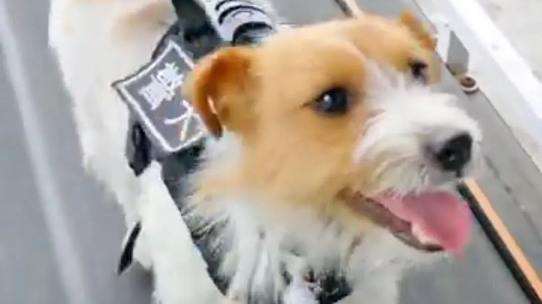 咱石景山的“如一”警官,这次跑向国际了! 咱石景山的“如一”警官,这次跑向国际了!