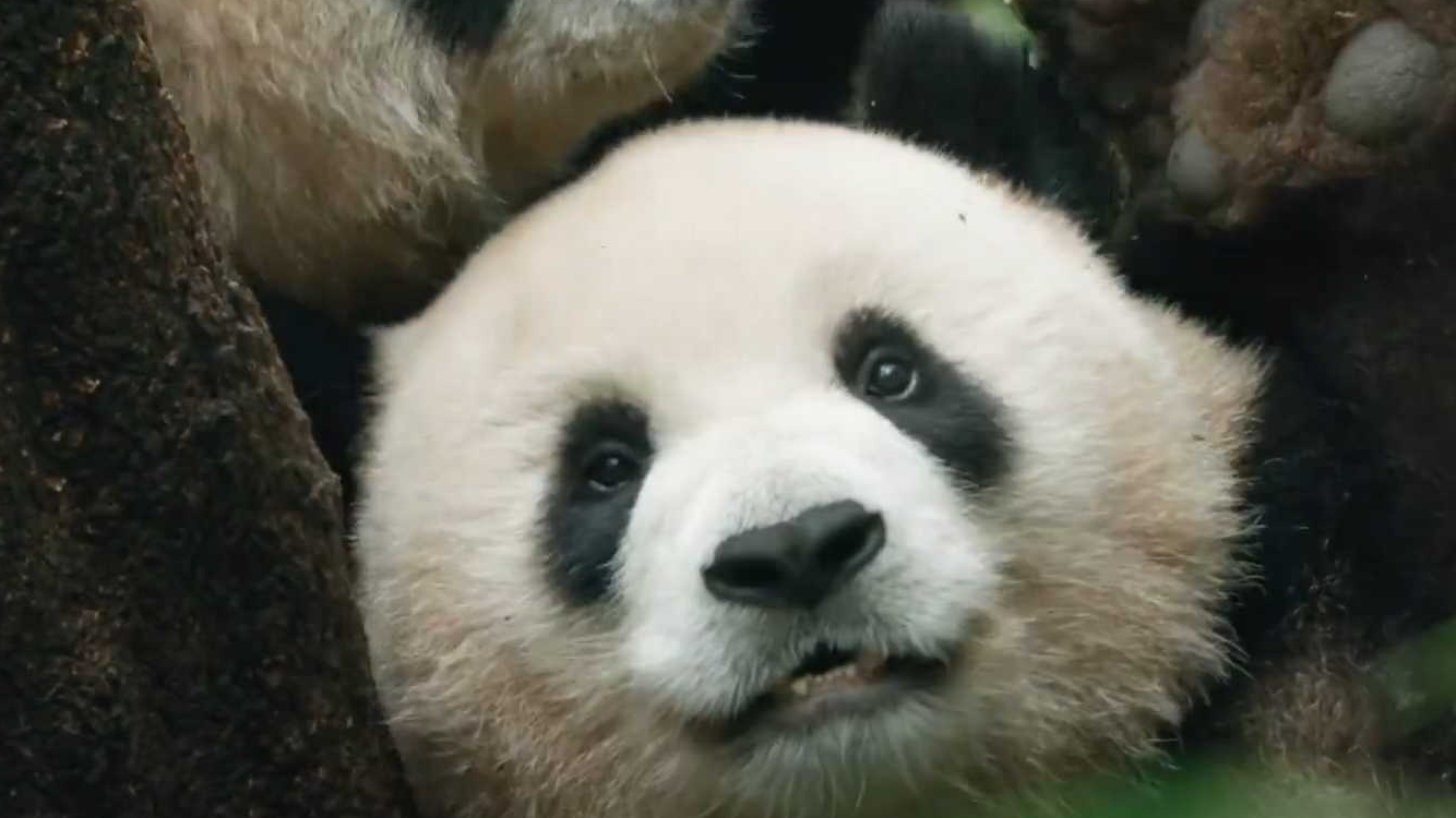 转发长知识！原来大熊猫不喜欢竹林疯长