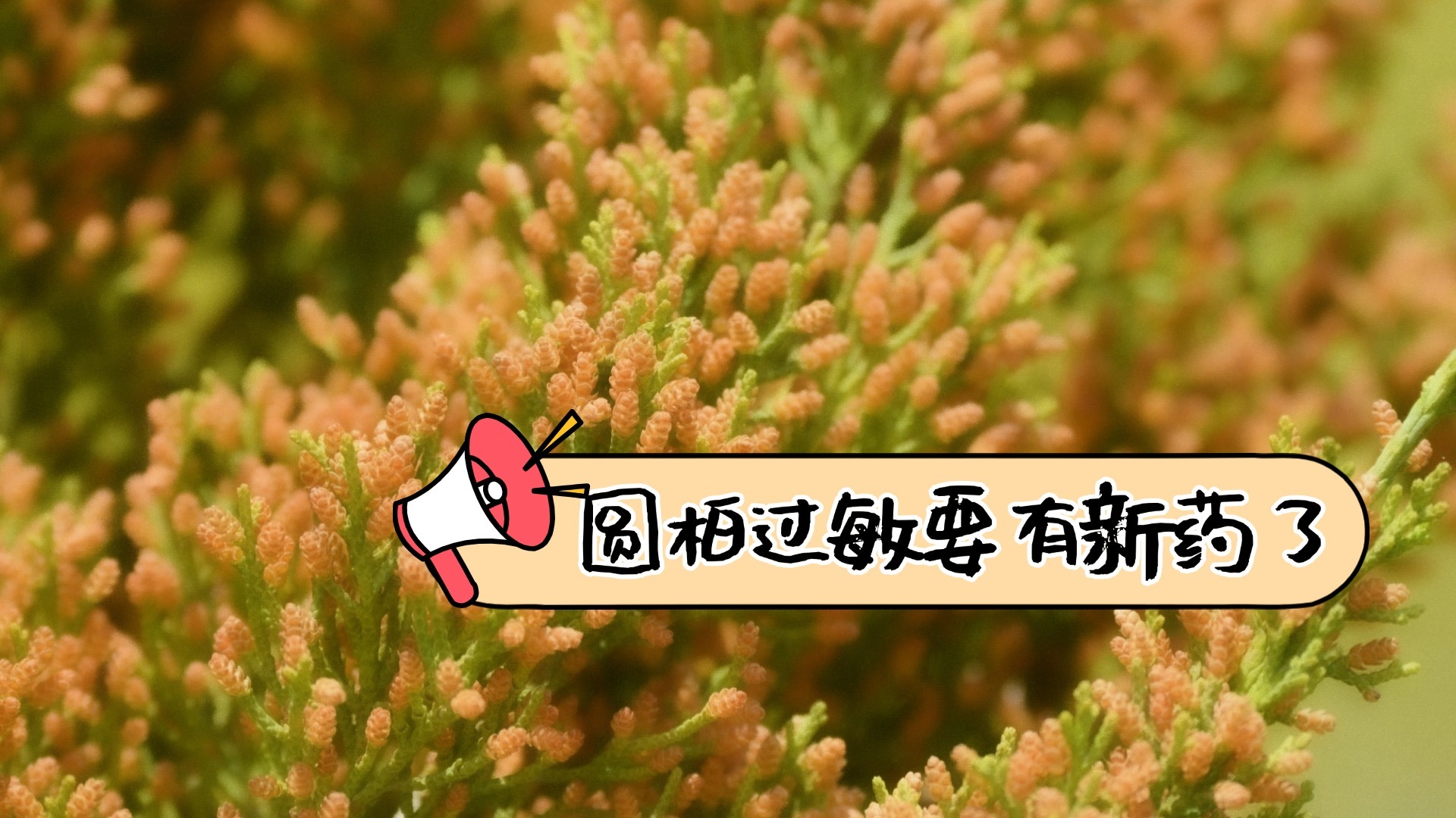 圆柏过敏？有救啦！北京协和医院20年研究成果即将转化为新药上市_北京时间