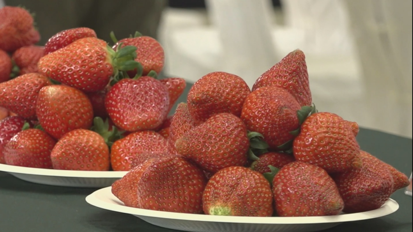 第七届昌平草莓节开幕 第七届昌平草莓节开幕