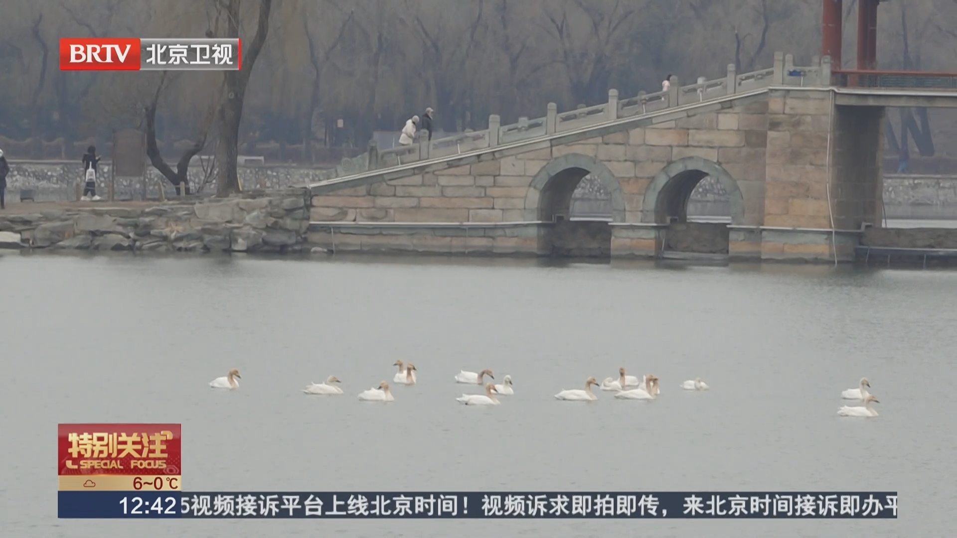 33只白天鹅造访颐和园昆明湖