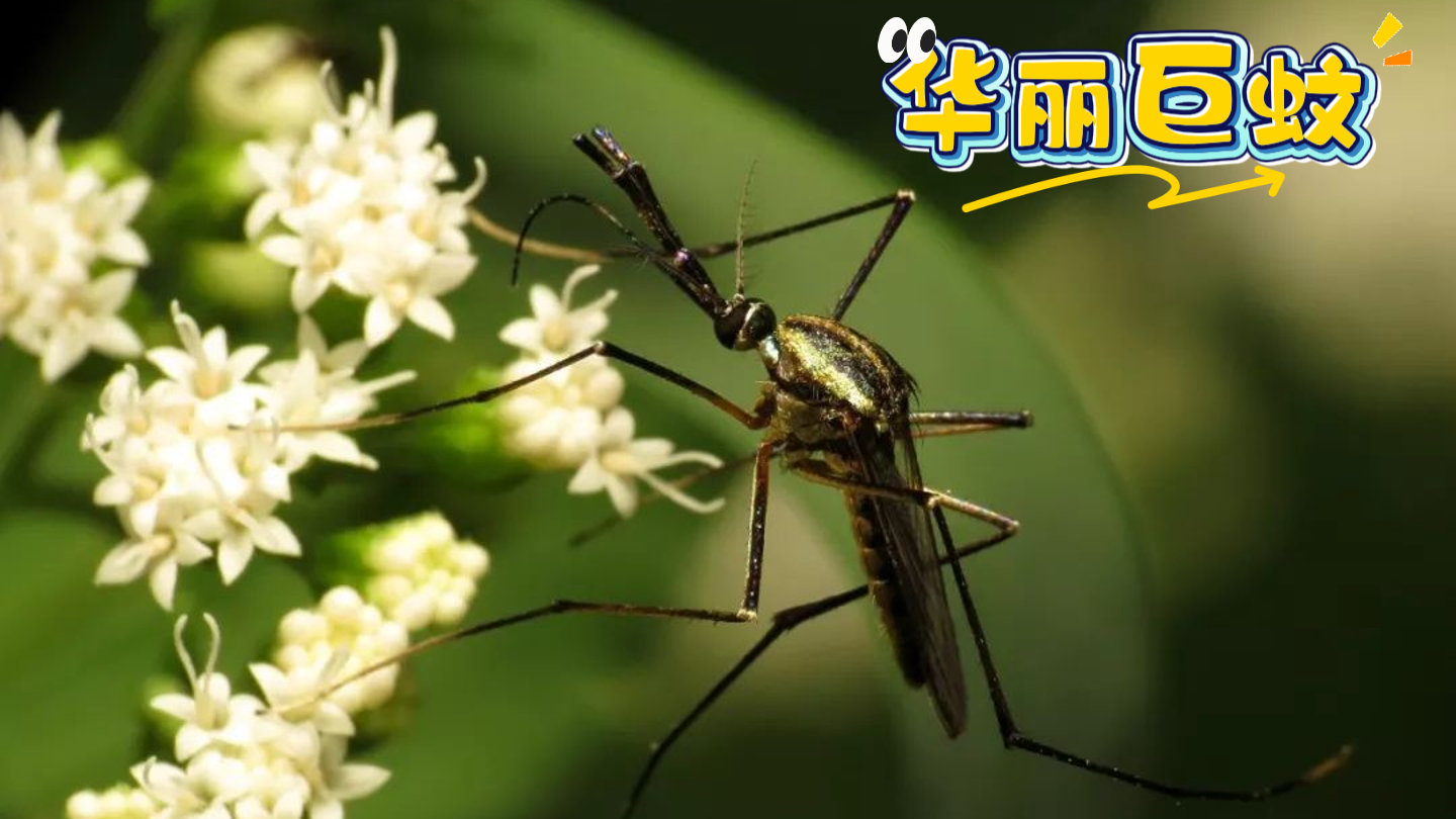 广东灭蚊已经next level，中大团队放蚊子吃蚊子