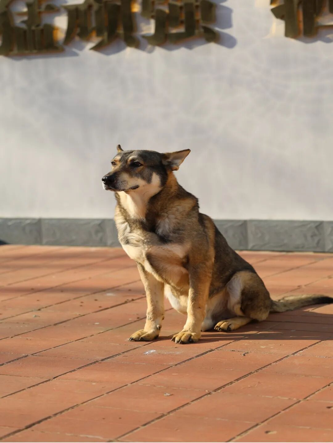 快来看看!4只军犬光荣退役,你要领养吗? 快来看看!4只军犬光荣退役,你要领养吗?