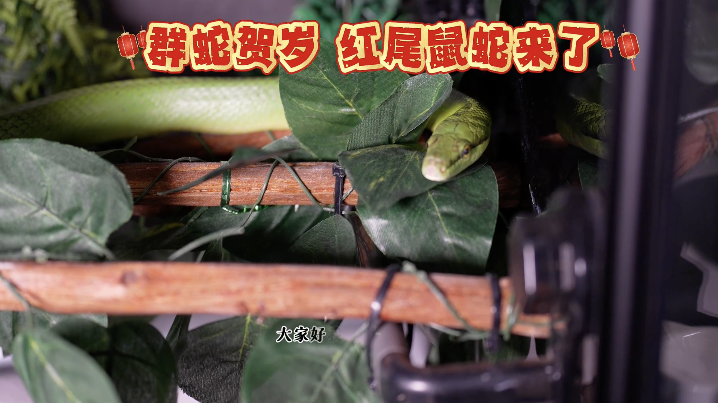 群蛇贺岁 红尾鼠蛇给您拜年了 群蛇贺岁 红尾鼠蛇给您拜年了