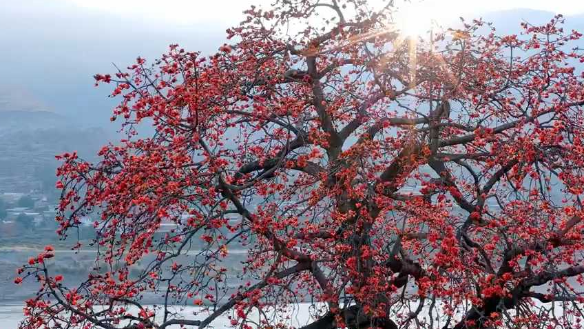 攀枝花长啥样？到攀枝花去看看