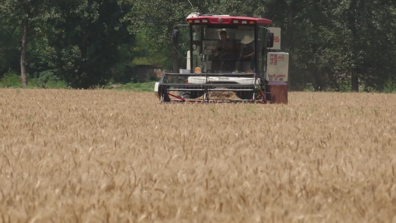 亩产超千斤 北京实现低产田小麦产能提升 亩产超千斤 北京实现低产田小麦产能提升