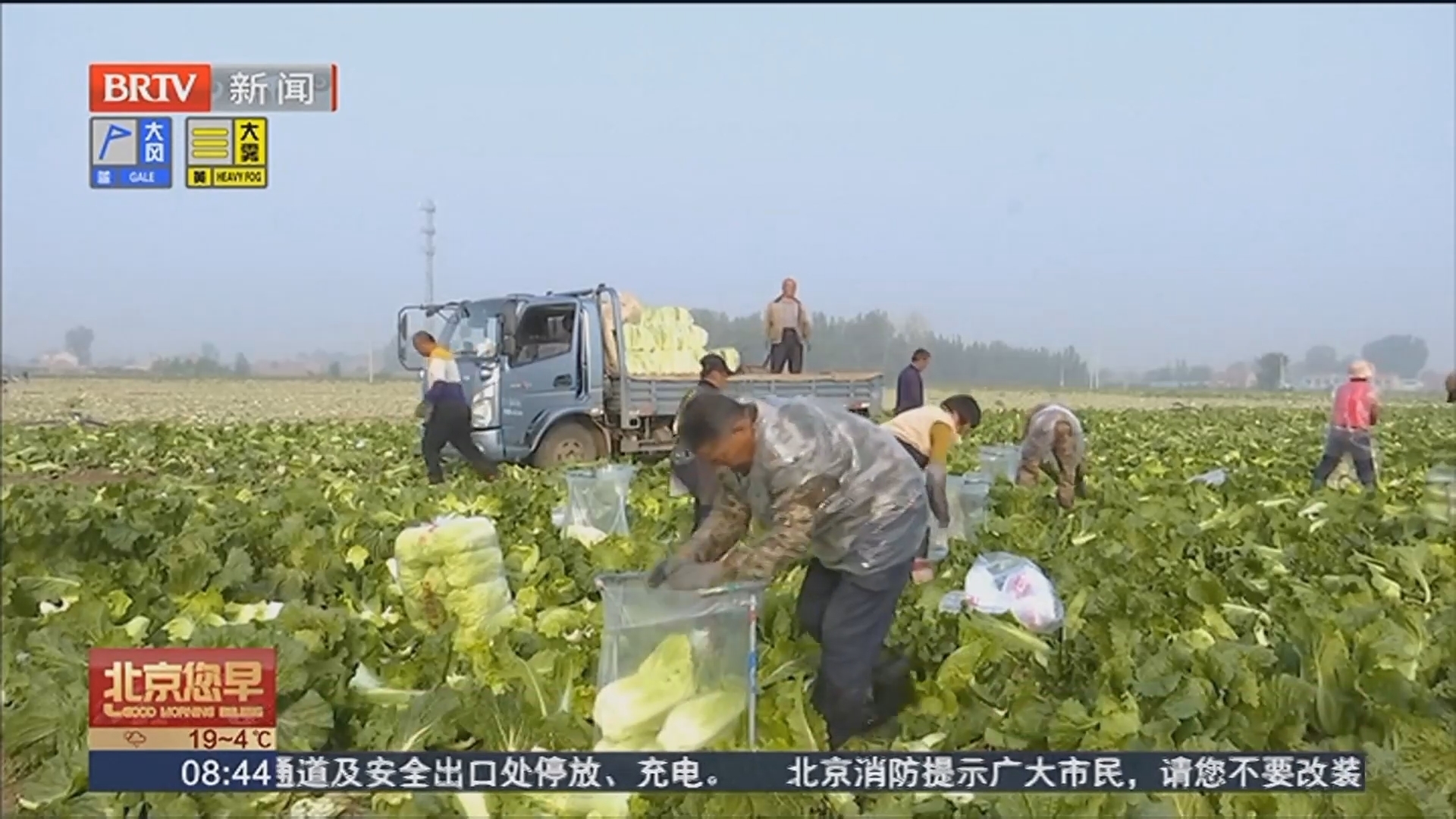 唐山供京蔬菜喜获丰收 北京市民吃上玉田白菜