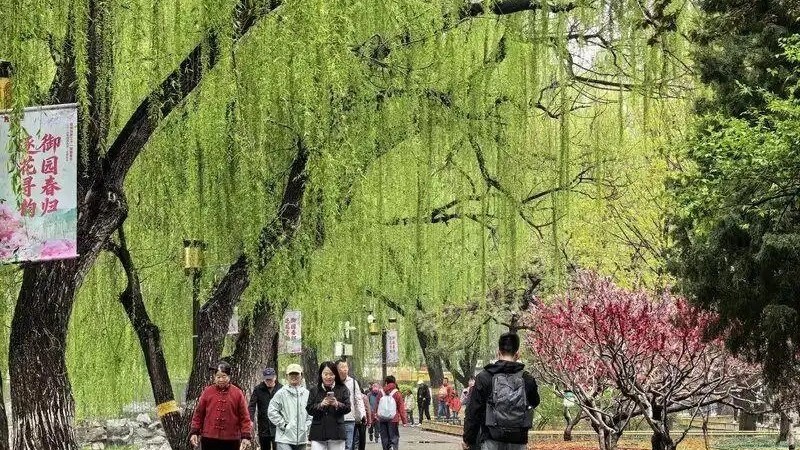 圆明园踏青节开幕!4月中旬牡丹芍药接力绽放 圆明园踏青节开幕!4月中旬牡丹芍药接力绽放