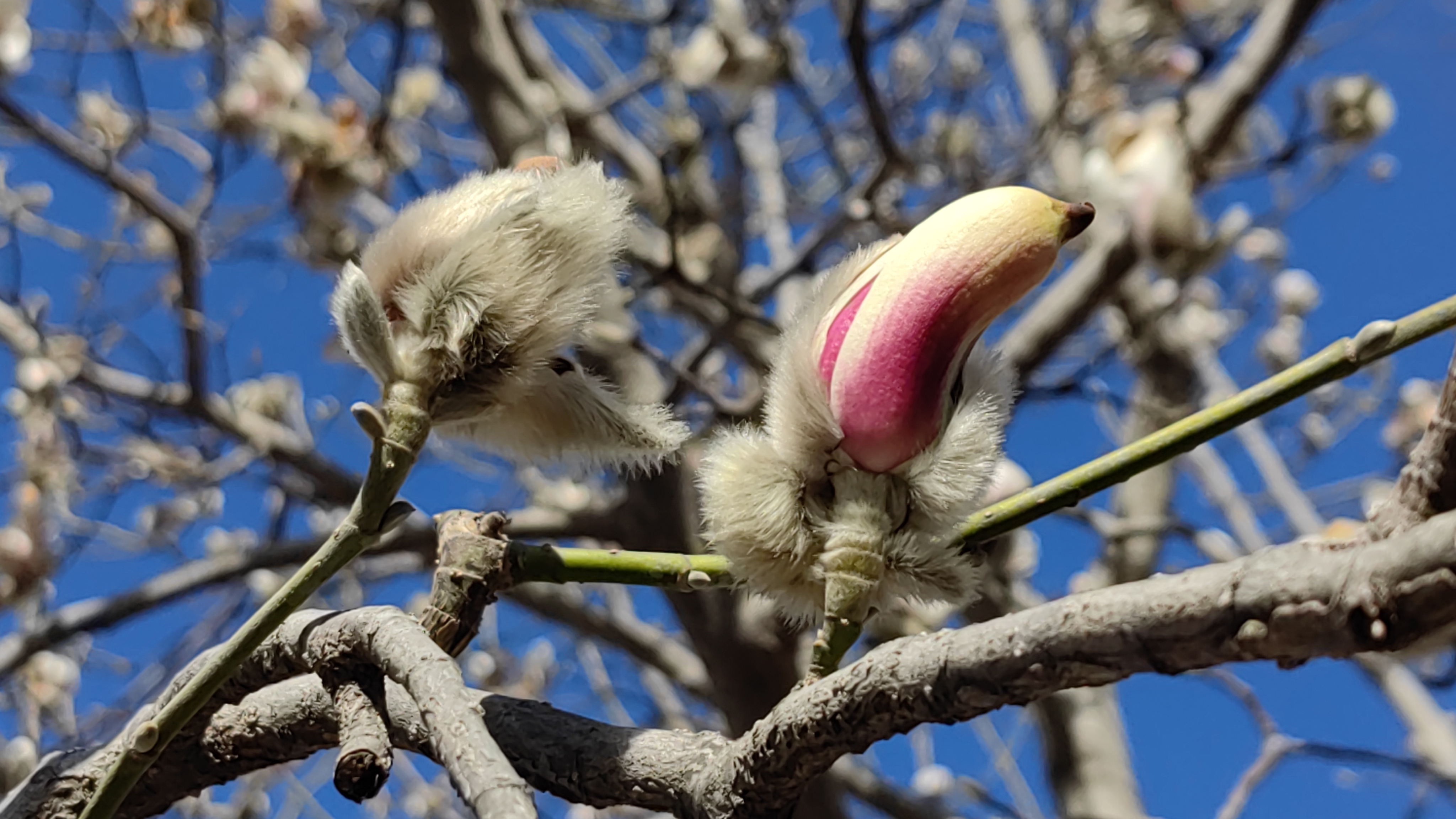 京城春色渐浓，北京雕塑公园5000株玉兰次第开放