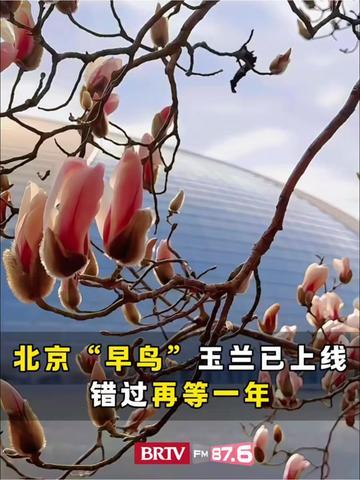 玉兰“早鸟”，已在北京国家大剧院旁报到