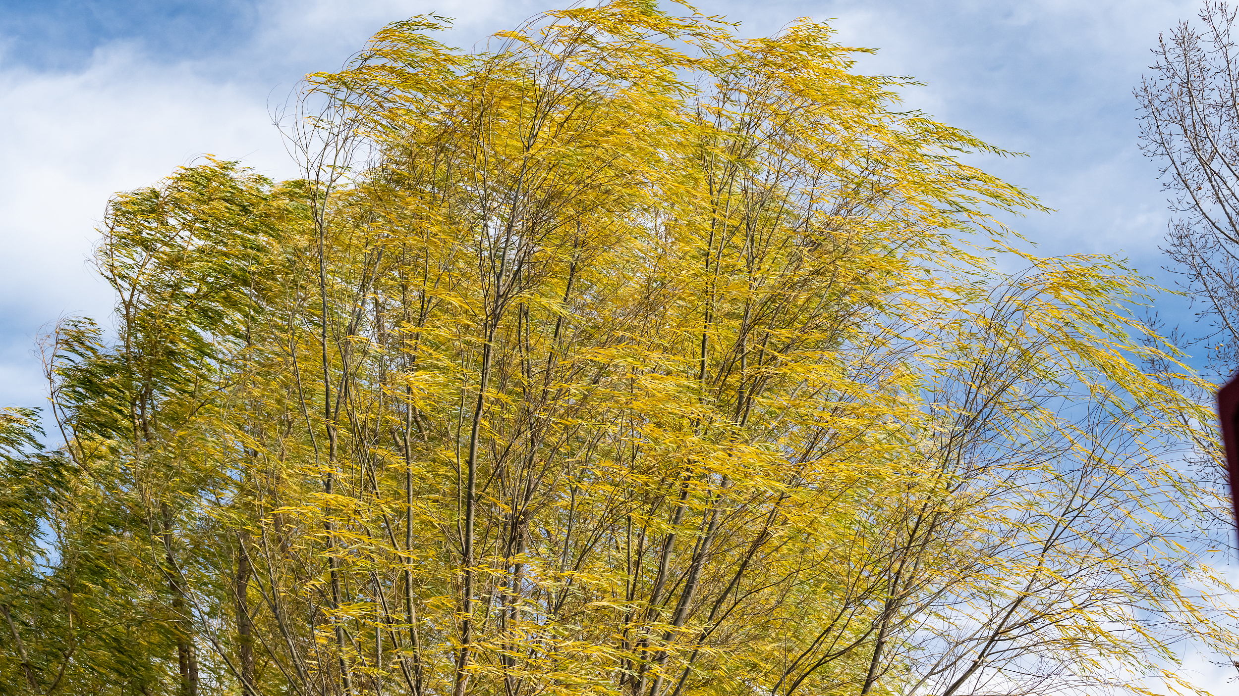 北京正处北风最强时段,处置倒伏树木超800棵 北京正处北风最强时段,处置倒伏树木超800棵