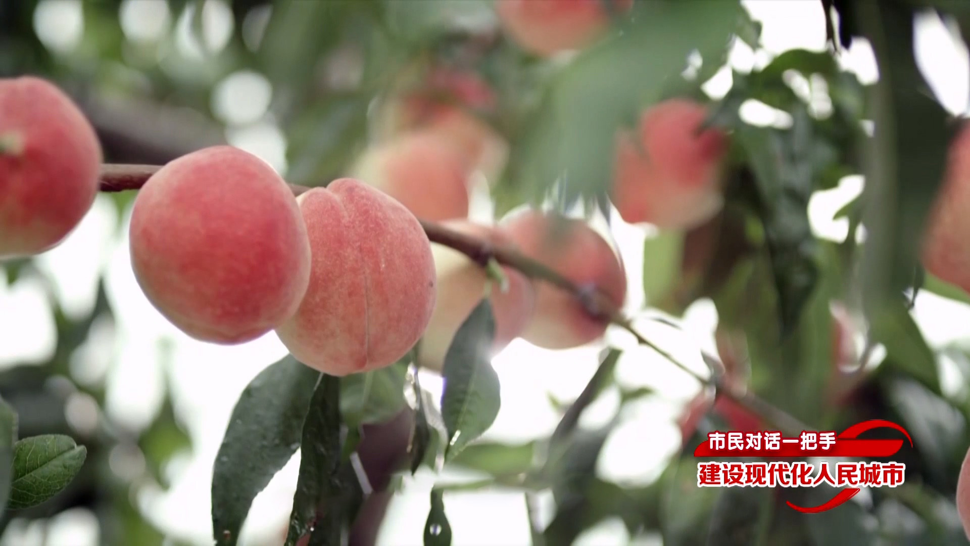 市民对话一把手 建设现代化人民城市丨平谷区区长狄涛 市民对话一把手 建设现代化人民城市丨平谷区区长狄涛