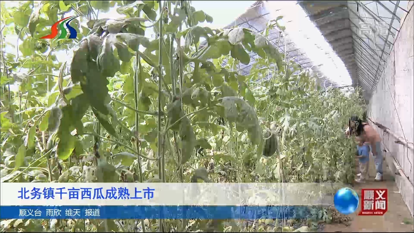 北务镇千亩西瓜成熟上市