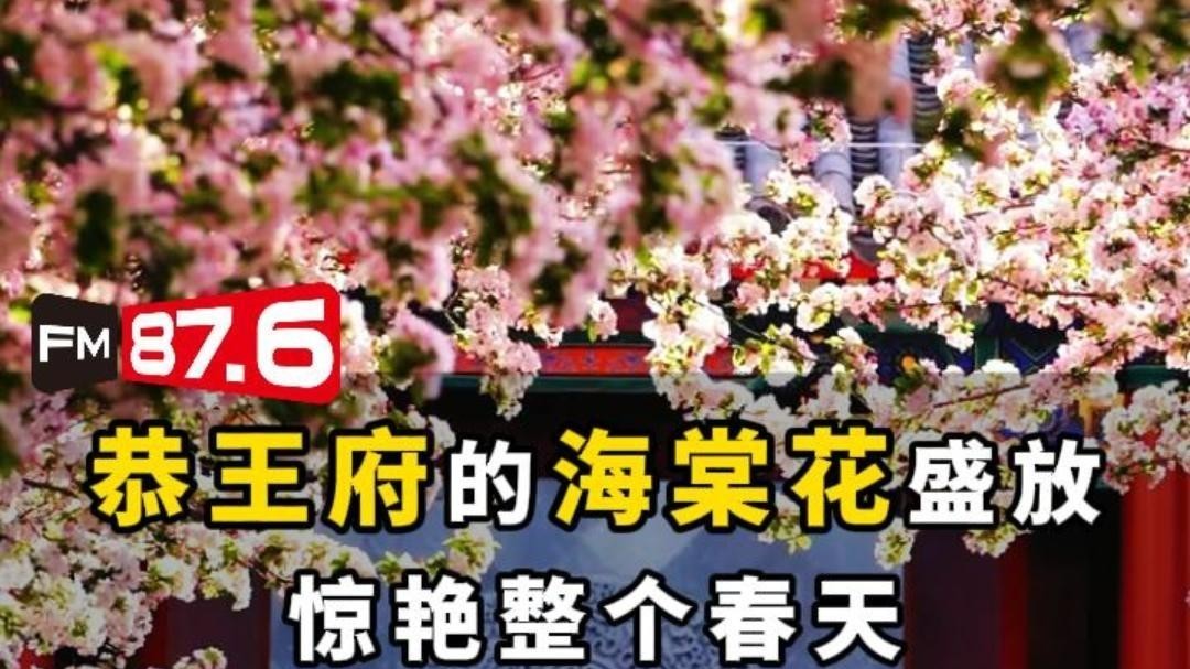 恭王府的海棠花盛放，惊艳整个春天